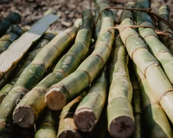 Our Services页面替换Bio EVA图片，原图片放到Bio Pu里